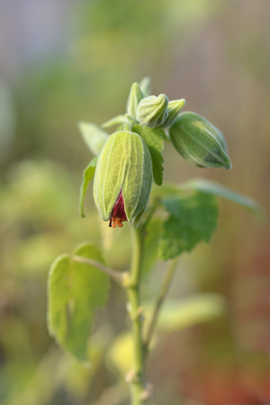 Chinese lantern red flower buds - Latin name - Abutilon hybridsの写真素材