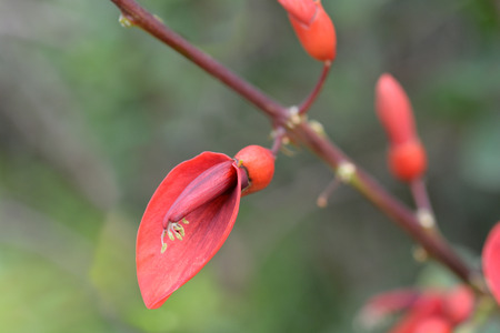 Cockspur coral tree - Latin name - Erythrina crista-galliの写真素材
