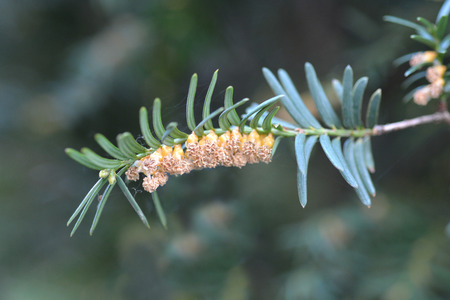 Irish Yew - Latin name - Taxus baccataの写真素材