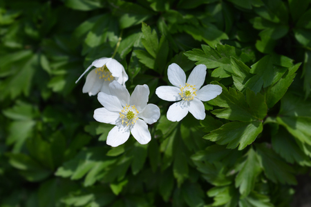 Wood anemone - Latin name - Anemone nemorosaの写真素材