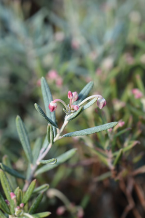 Bog rosemary Blue Ice - Latin name - Andromeda polifolia Blue Iceの写真素材