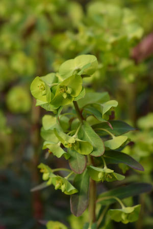 Wood spurge Purpurea - Latin name - Euphorbia amygdaloides Purpureaの写真素材