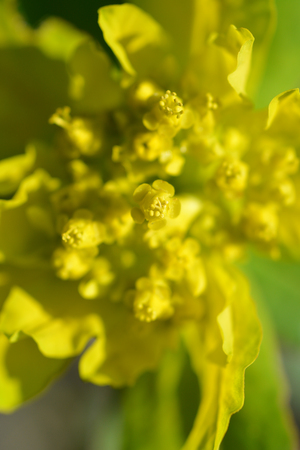 Cushion spurge yellow flowers close up - Latin name - Euphorbia epithymoides (Euphorbia Polychroma)