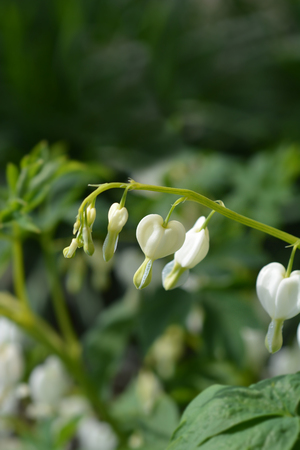 Bleeding heart white flowers - Latin name - Lamprocapnos spectabilis Alba (old name Dicentra spectabilis Alba)の写真素材