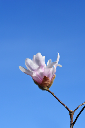 Star magnolia flower bud - Latin name - Magnolia stellataの写真素材