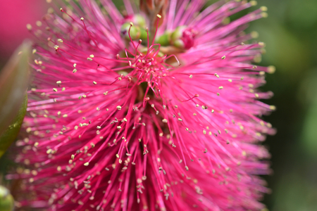 Bottlebrush Hot Pink - Latin name - Callistemon viminalis Hot Pink (Melaleuca viminalis Hot Pink)の写真素材