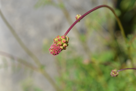 Salad burnet - Latin name - Sanguisorba minorの写真素材
