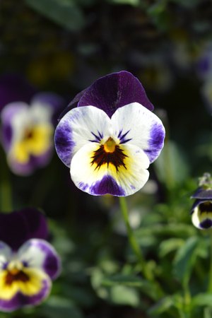 Wild pansy - Latin name - Viola tricolorの写真素材