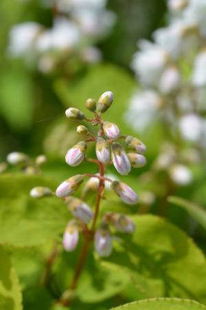 Deutzia hybrid white and pink flower buds - Latin name - Deutzia x hybridaの写真素材