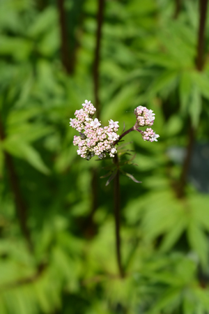 Common valerian flower buds - Latin name - Valeriana officinalisの写真素材