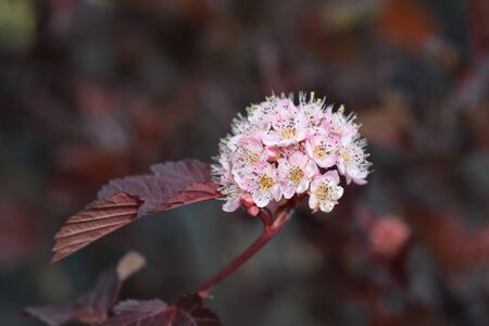 Ninebark Red Baron - Latin name - Physocarpus opulifolius Red Baronの写真素材