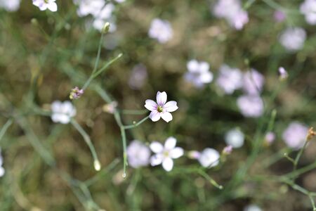 Saxifrage pink flower - Latin name - Petrorhagia saxifragaの写真素材