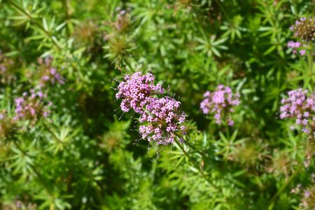 Caucasian crosswort pink flower - Latin name - Phuopsis stylosa