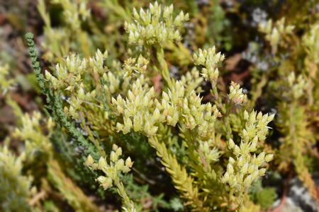 European stonecrop yellow flowers - Latin name - Sedum ochroleucumの写真素材
