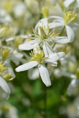 Erect clematis white flowers - Latin name - Clematis rectaの写真素材