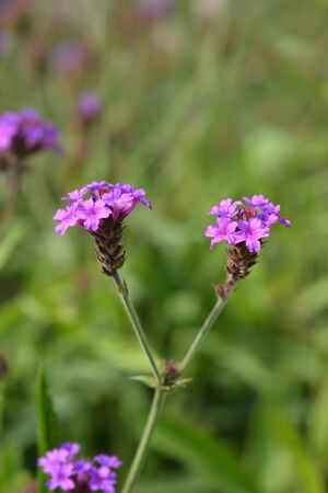 Tall vervain - Latin name - Verbena bonariensisの写真素材