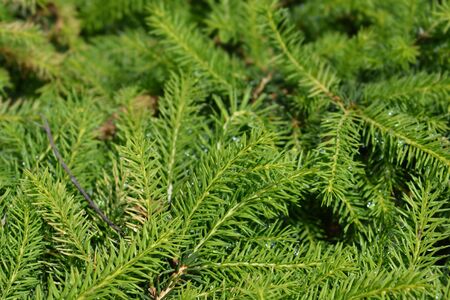 Nidiformis Norway spruce - Latin name - Picea abies Nidiformisの写真素材
