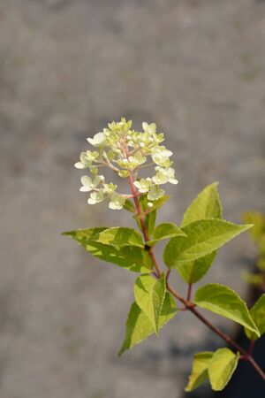 Paniculate hydrangea Vanille Fraise flower - Latin name - Hydrangea paniculata Vanille Fraise