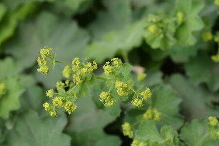 Ladys mantle - Latin name - Alchemilla colorata (Alchemilla cinerea)の写真素材