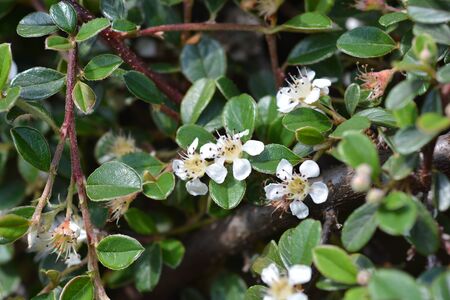 Bearberry cotoneaster Radicans white flower - Latin name - Cotoneaster dammeri Radicans