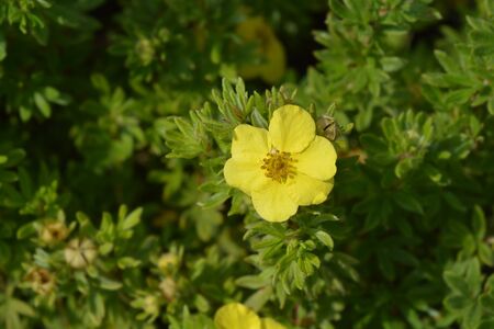 Shrubby Cinquefoil Sommerflor yellow flower - Latin name - Potentilla fruticosa Sommerflorの写真素材