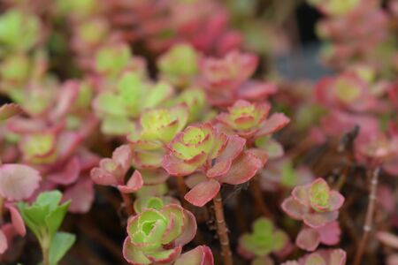 Two-row stonecrop leaves - Latin name - Sedum spurium