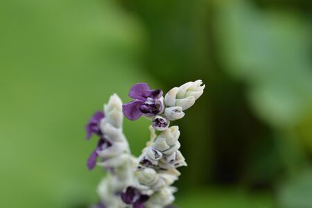 Powdery alligator-flag flower - Latin name - Thalia dealbataの写真素材