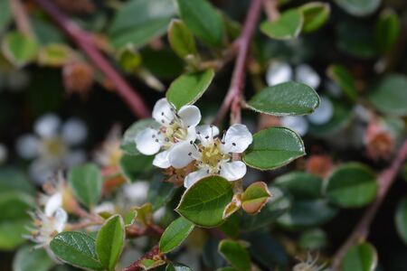 Bearberry cotoneaster Radicans white flower - Latin name - Cotoneaster dammeri Radicansの写真素材