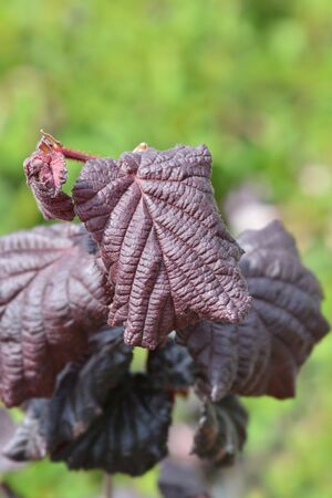 Hazel Red Majestic - Latin name - Corylus avellana Red Majesticの写真素材