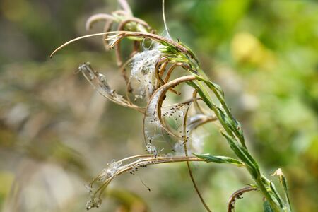 Great hairy willowherb seeds - Latin name - Epilobium hirsutum