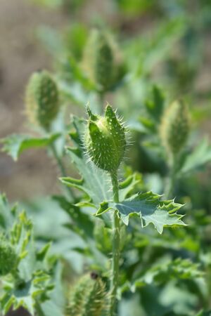 Prickly Poppy flower bud - Latin name - Argemone platycerasの写真素材
