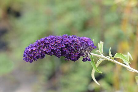 Summer lilac - Latin name - Buddleja davidiiの写真素材