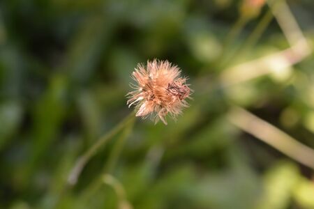 Bulbous dandelion seed head - Latin name - Leontodon tuberosusの写真素材
