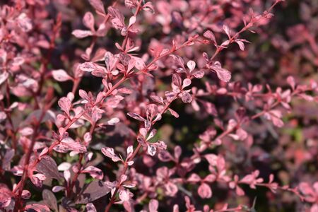 Japanese barberry Harlequin - Latin name - Berberis thunbergii Harlequinの写真素材