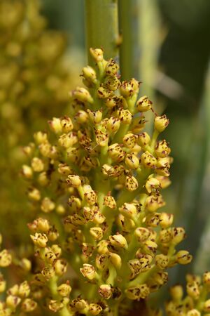 Dwarf fan palm flowers - Latin name - Chamaerops humilisの写真素材