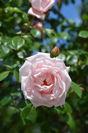 Climbing pale pink Rose New Dawn - Latin name - Rosa New Dawnの写真素材