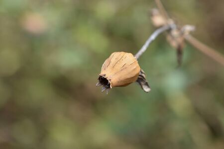 Unusual campion seed pod - Latin name - Silene paradoxaの写真素材