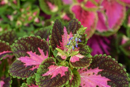 Painted nettle flower - Latin name - Plectranthus scutellarioides (Solenostemon scutellarioides)の写真素材