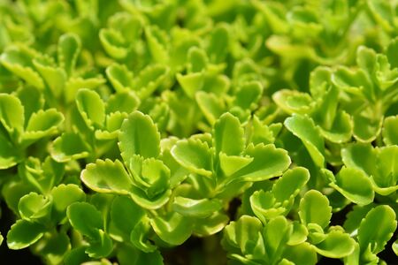 Aizoon stonecrop leaves - Latin name - Sedum aizoon (Phedimus aizoon)