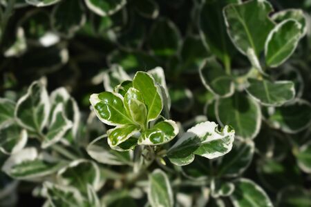 Japanes spindle Bravo - Latin name - Euonymus japonicus Bravoの写真素材