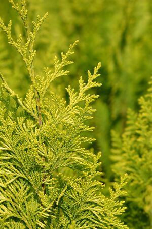 Lawsons Cypress Ivonne - Latin name - Chamaecyparis lawsoniana Ivonneの写真素材