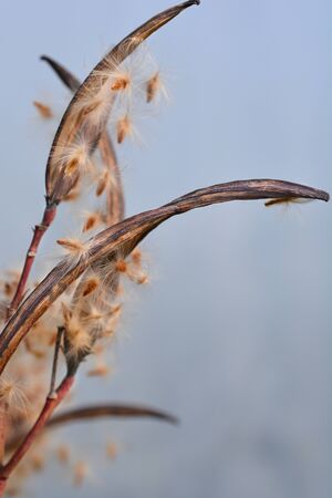 Common oleander seeds - Latin name - Nerium oleander