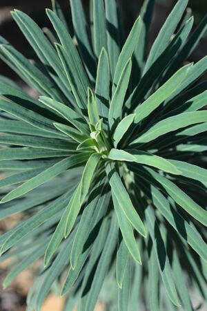 Wulfens spurge leaves - Latin name - Euphorbia characias subsp. wulfenii