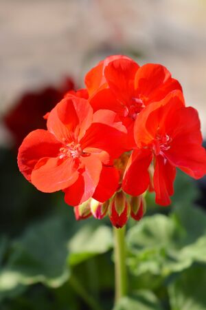 Red Horse-shoe pelargonium - Latin name - Pelargonium zonaleの写真素材
