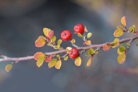 Rock cotoneaster branch with berries - Latin name - Cotoneaster horizontalis