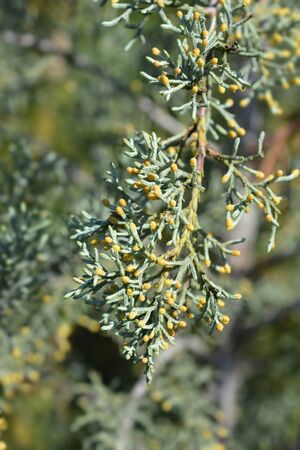 Blue Arizona Cypress branch - Latin name - Cupressus arizonica Fastigiataの写真素材