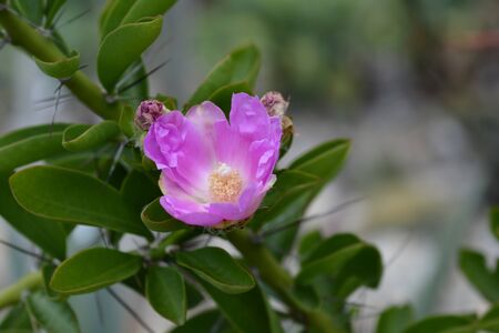 Barbados gooseberry flower - Latin name - Pereskia aculeataの写真素材