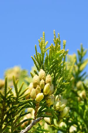 Lawsons Cypress Ivonne - Latin name - Chamaecyparis lawsoniana Ivonneの写真素材