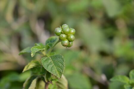 Shrub verbena unripe fruit - Latin name - Lantana camara
