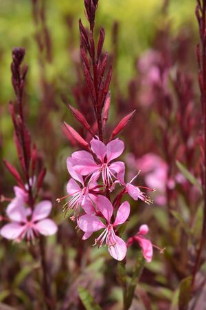 Pink Gaura flower - Latin name - Oenothera lindheimeri (Gaura lindheimeri)の写真素材